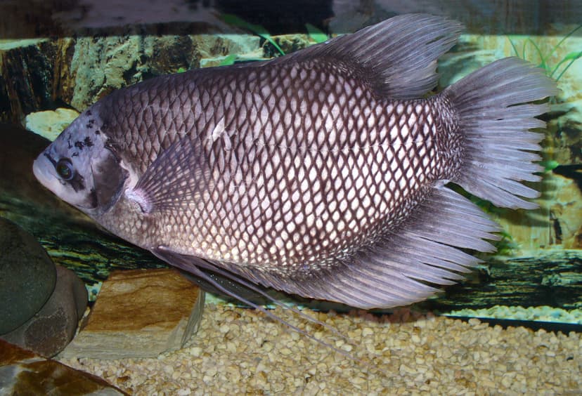 Ikan Gurame