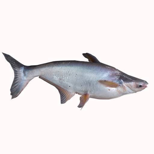 Ikan Patin