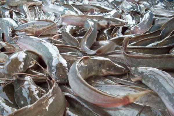 Ikan Lele