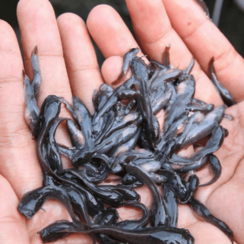 Pakan Ikan Premium