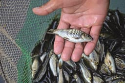 Ikan Mas 5cm