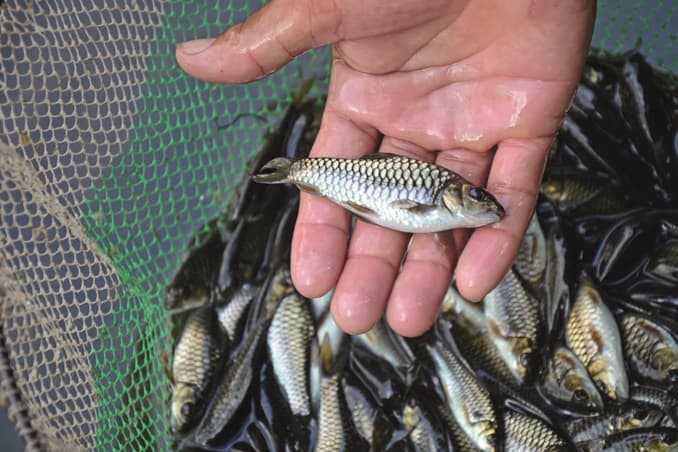 Pakan Ikan Premium