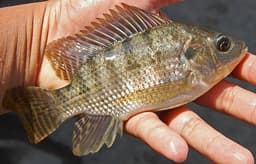 Ikan Nila konsumsi